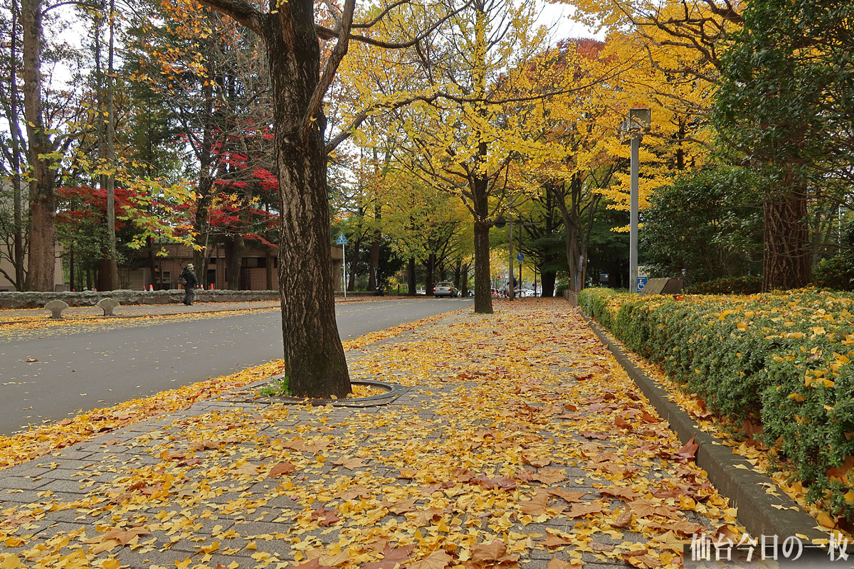 今日の一枚 歩道に敷き詰められた落ち葉で実感する秋の終わり